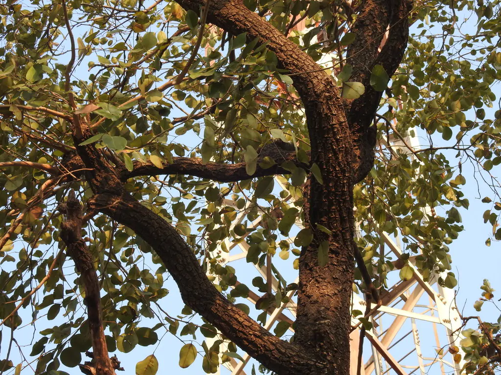 Pterocarpus santalinus - Red Sanders, Red Saunders, Yerra Chandanam, Chenchandanam, Red Sandalwood, Rakta Chandana, Saunderswood - Image 3