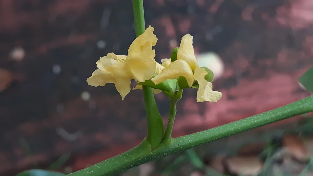 Pterocarpus santalinus - Red Sanders, Red Saunders, Yerra Chandanam, Chenchandanam, Red Sandalwood, Rakta Chandana, Saunderswood - Image 4
