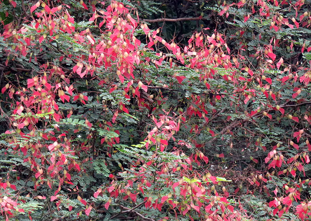 Pterolobium hexapetalum - Indian Redwing, Bhoca, Camp Siege