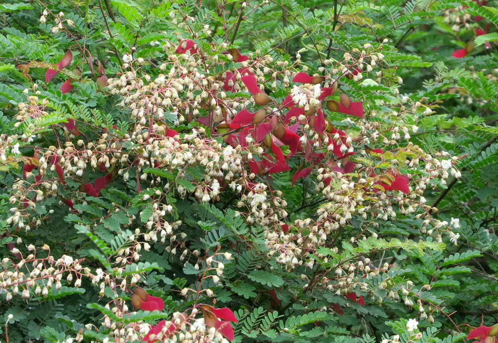 Pterolobium hexapetalum - Indian Redwing, Bhoca, Camp Siege - Image 2