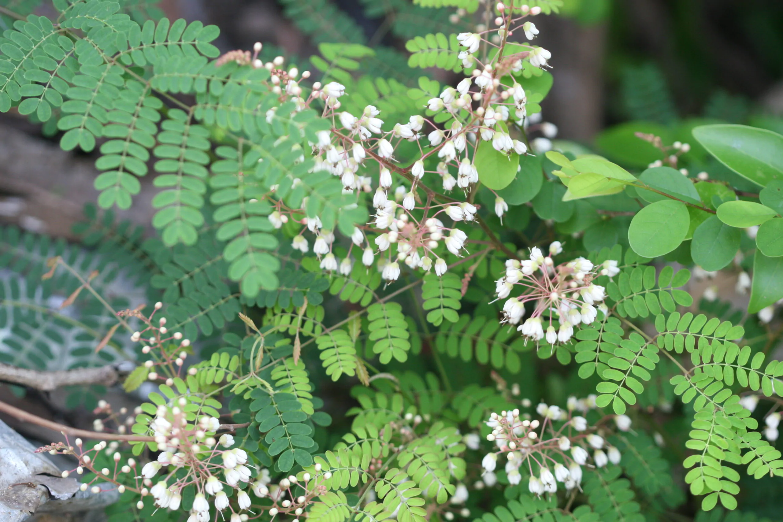 Pterolobium hexapetalum - Indian Redwing, Bhoca, Camp Siege - Image 3