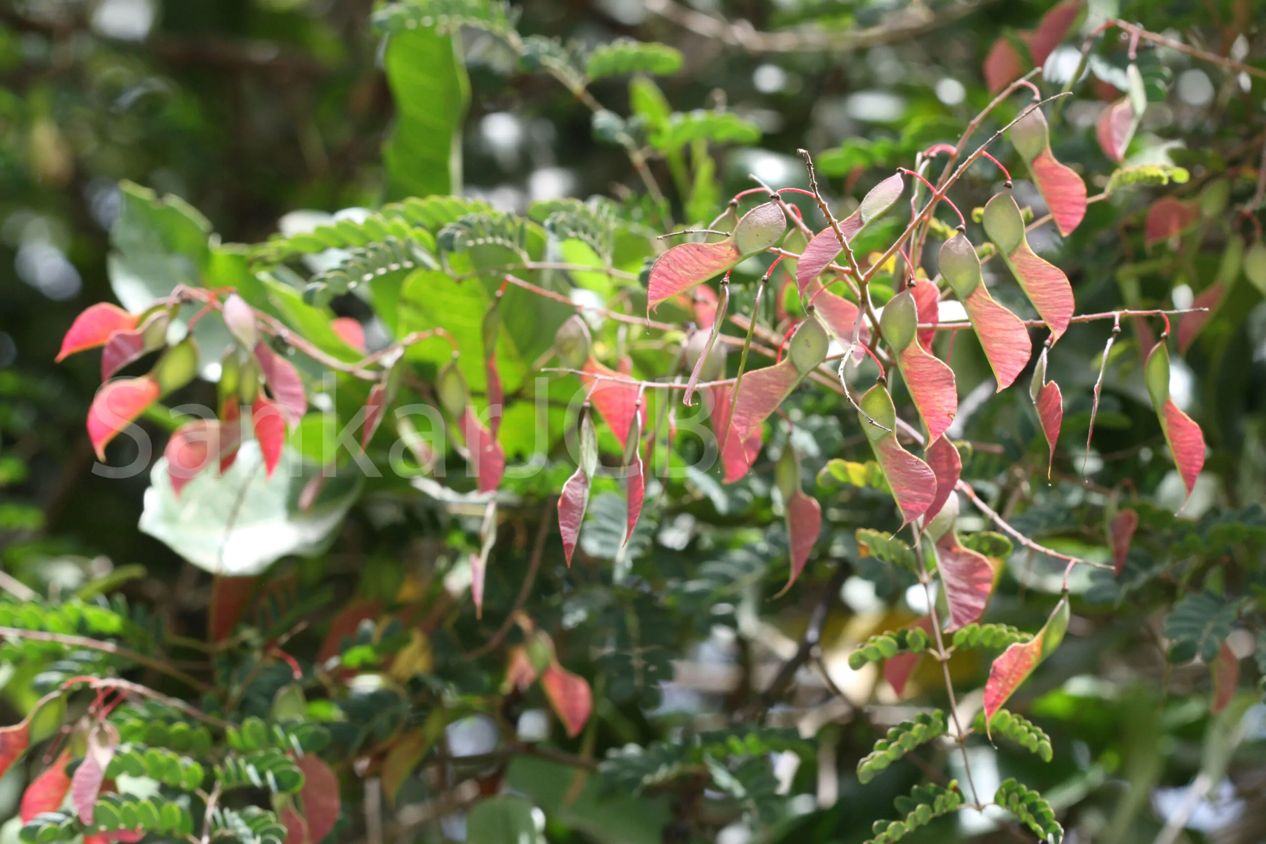 Pterolobium hexapetalum - Indian Redwing, Bhoca, Camp Siege - Image 5