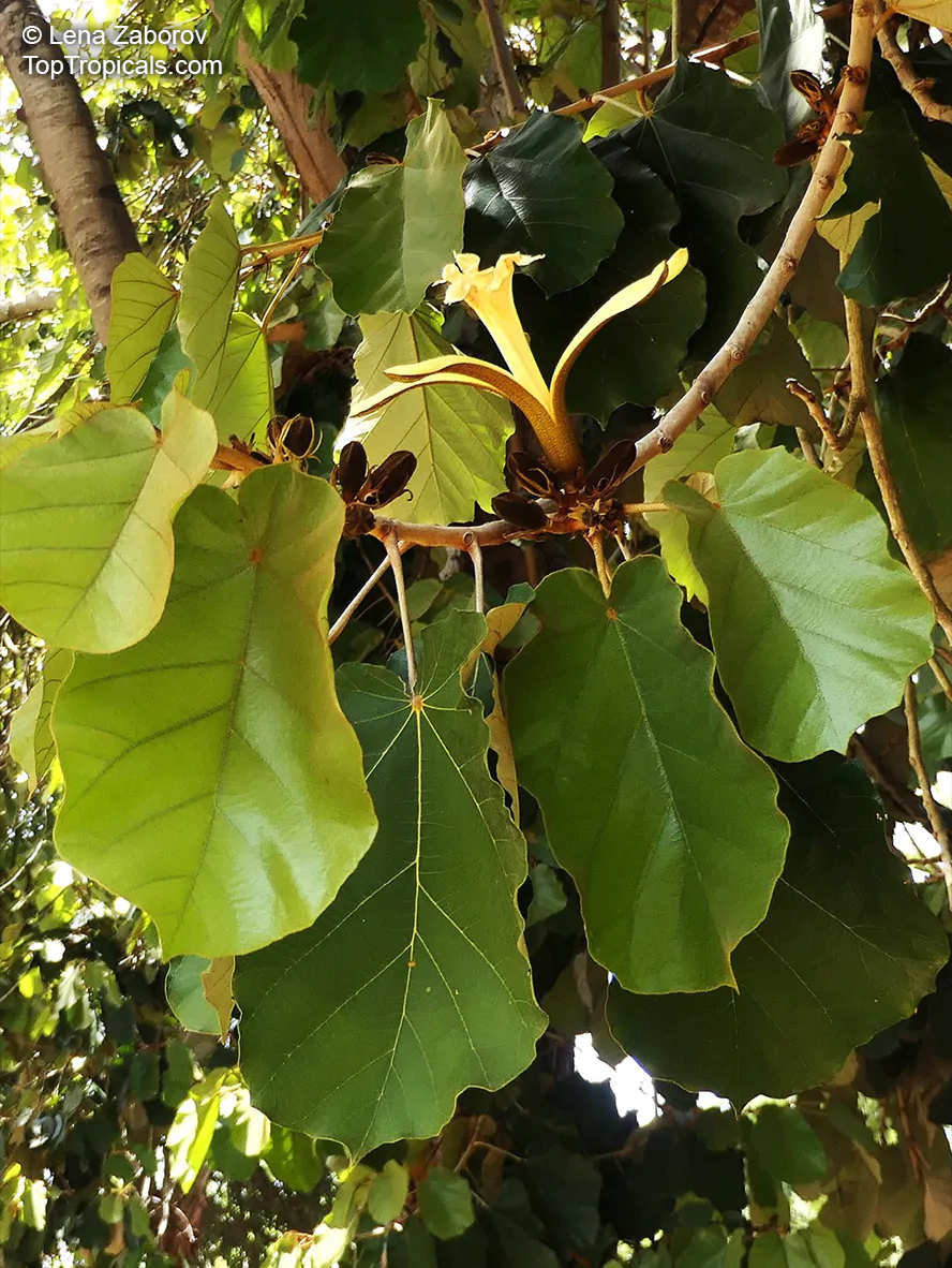 Pterospermum acerifolium - Dinnerplate Tree, Bayur Tree, Maple-Leafed Bayur Tree, Kanak Champa, Muchkunda, Karnikar Tree - Image 4