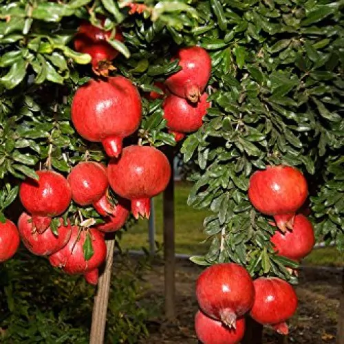 Punica granatum var. nana - Dwarf pomegranate, baby pomegranate - Image 5