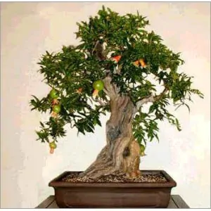 Punica granatum var. nana - Dwarf pomegranate, baby pomegranate - Image 6