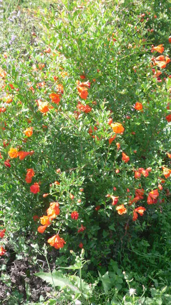 Punica granatum var. nana - Dwarf pomegranate, baby pomegranate - Image 7