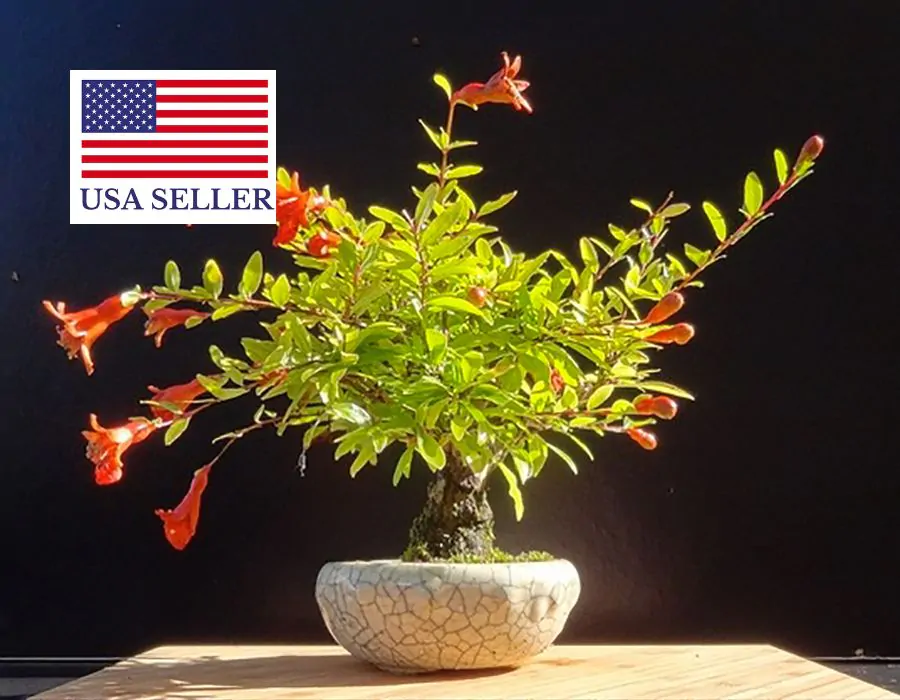 Punica granatum var. nana - Dwarf pomegranate, baby pomegranate - Image 10