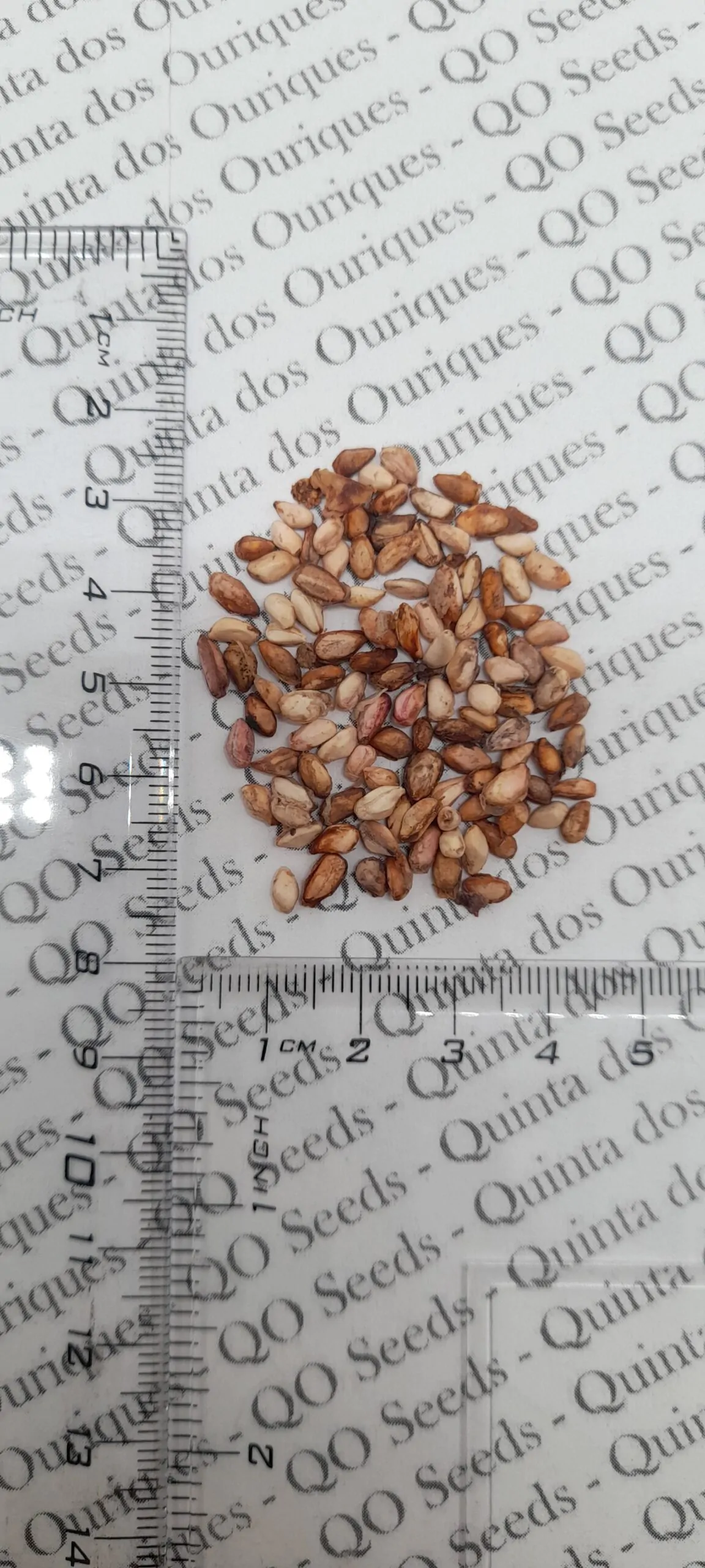 Punica granatum var. nana - Dwarf pomegranate, baby pomegranate - Image 11