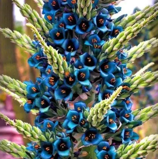 Puya alpestris - Bromeliad alpestris, bromeliad sapphire tower, bromeliad peacock flower