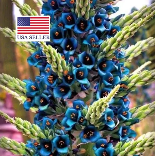 Puya alpestris - Bromeliad alpestris, bromeliad sapphire tower, bromeliad peacock flower - Image 2