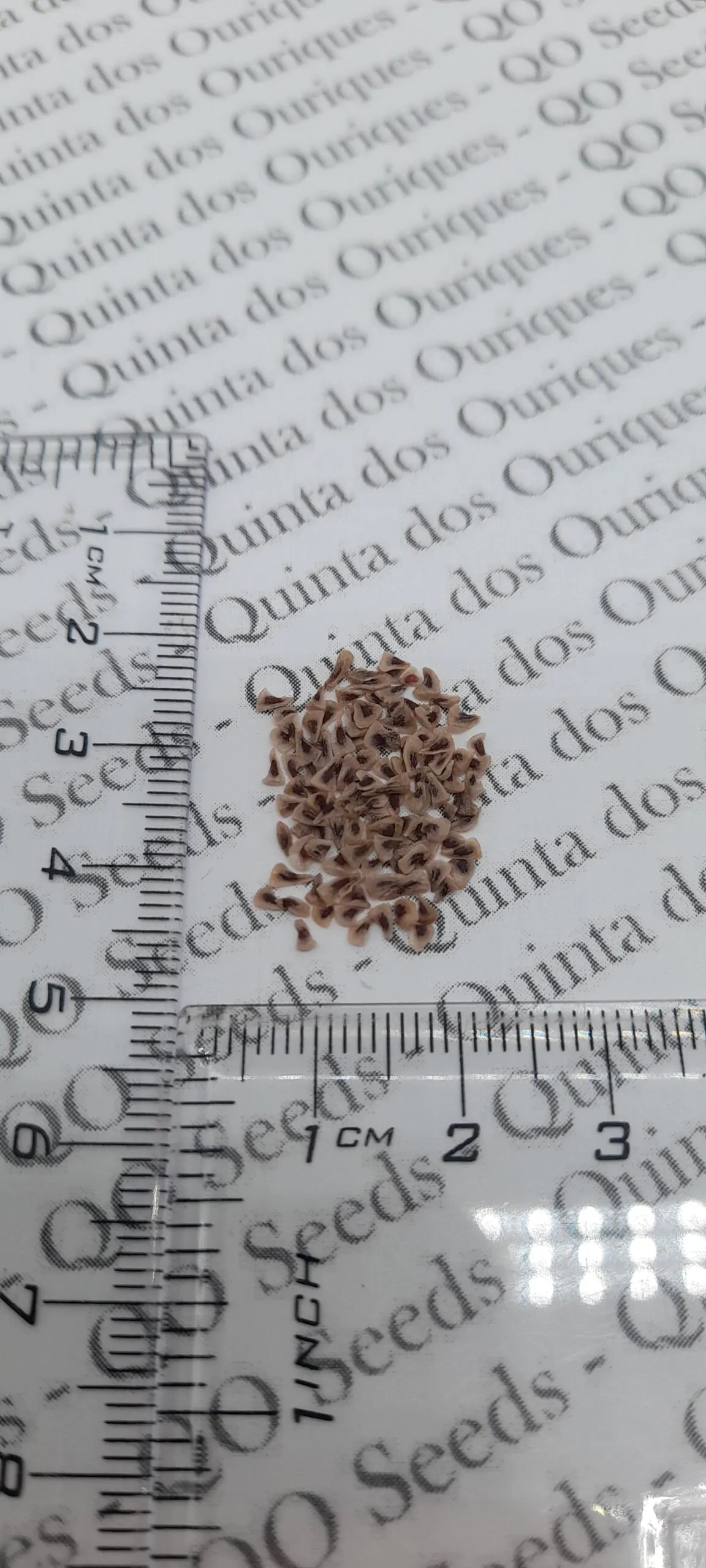 Puya alpestris - Bromeliad alpestris, bromeliad sapphire tower, bromeliad peacock flower - Image 3