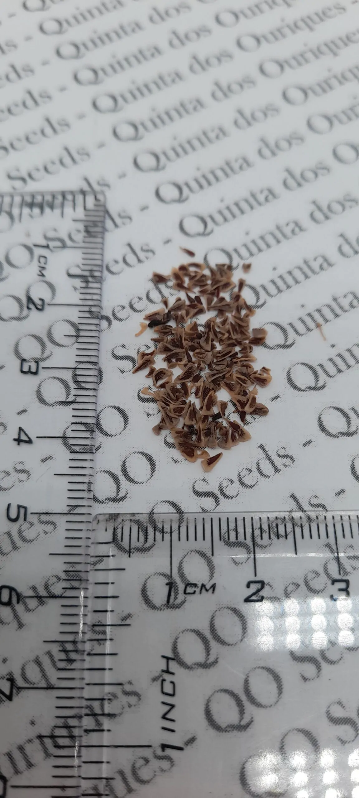 Puya venusta - Chagualillo - Image 2