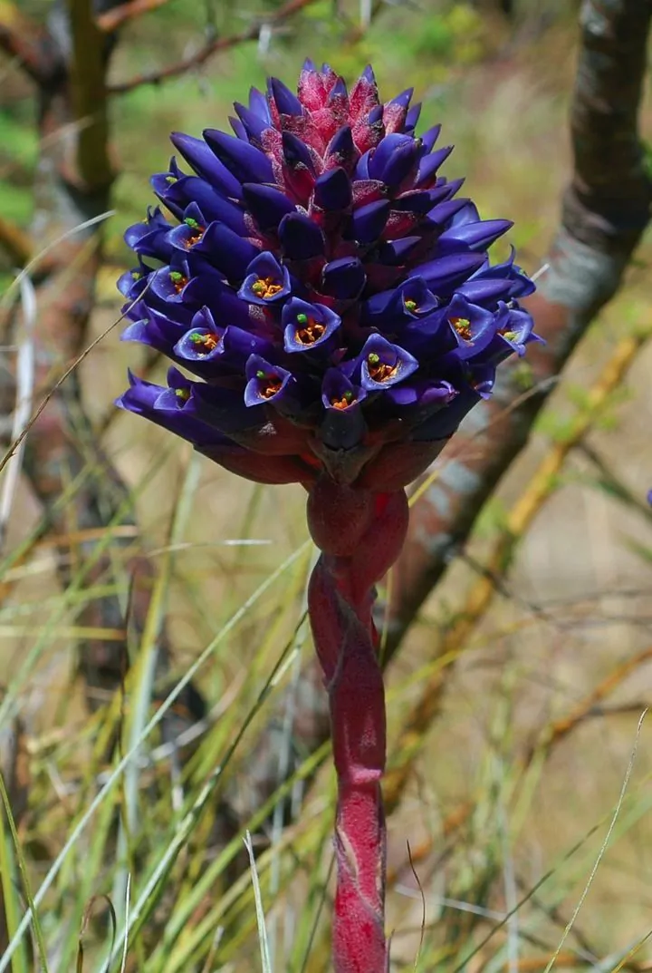 Puya venusta - Chagualillo - Image 3