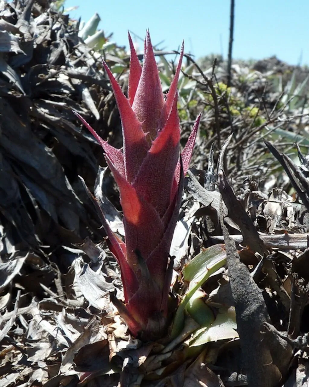 Puya venusta - Chagualillo - Image 4
