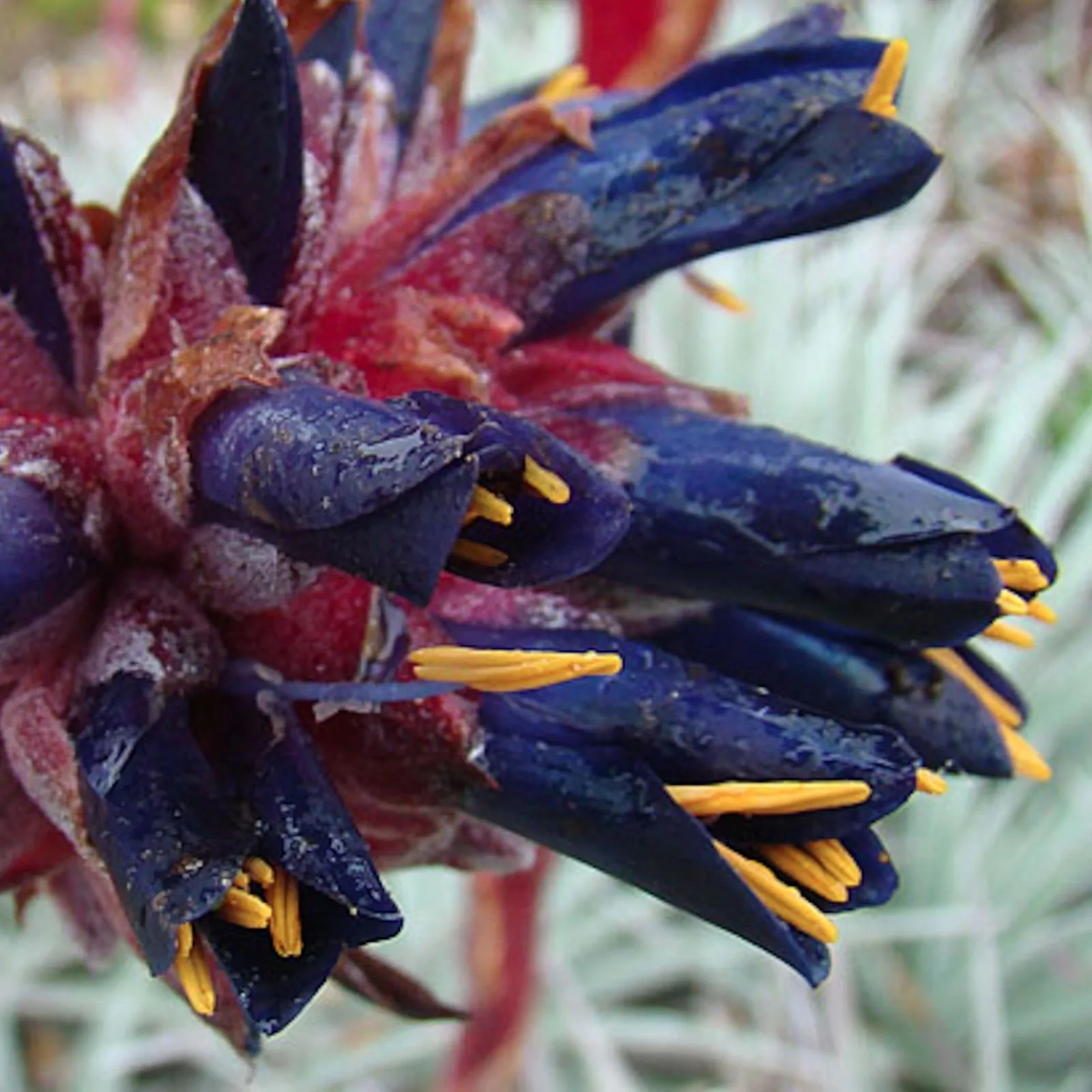 Puya venusta - Chagualillo - Image 6