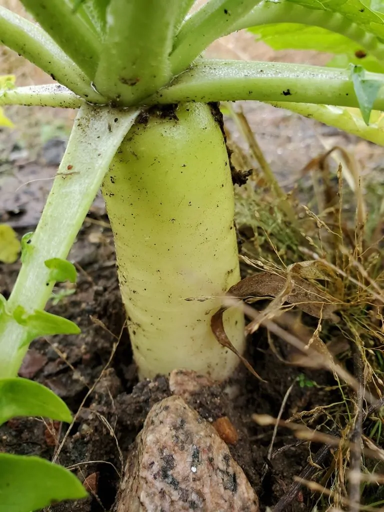 Raphanus raphanistrum subsp. sativus / Raphanus sativus var. longipinnatus - White Radish, Daikon, Mooli - Image 2