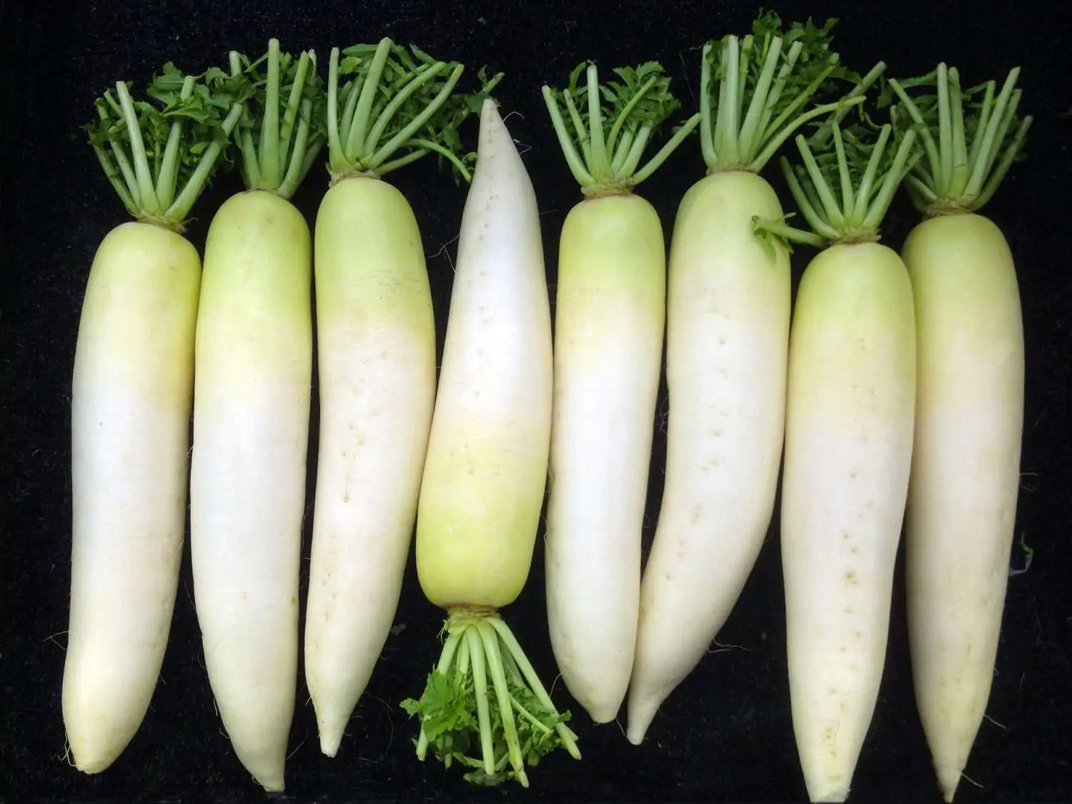 Raphanus raphanistrum subsp. sativus / Raphanus sativus var. longipinnatus - White Radish, Daikon, Mooli - Image 4