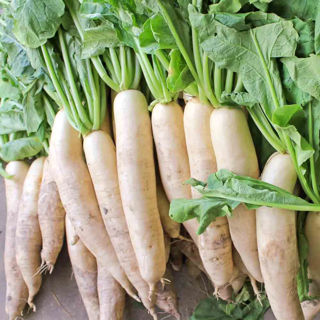 Raphanus raphanistrum subsp. sativus / Raphanus sativus var. longipinnatus - White Radish, Daikon, Mooli - Image 6