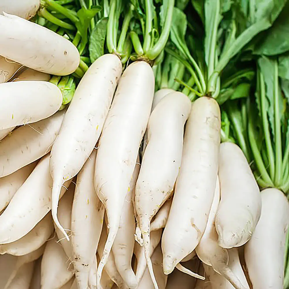 Raphanus raphanistrum subsp. sativus / Raphanus sativus var. longipinnatus - White Radish, Daikon, Mooli