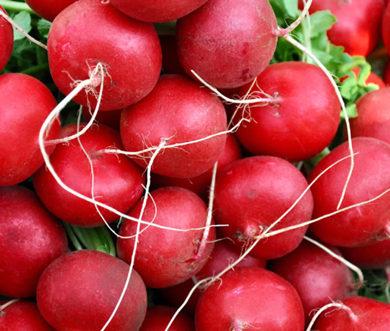 Raphanus sativus 'Red Radish' - Red Radish, Daikon
