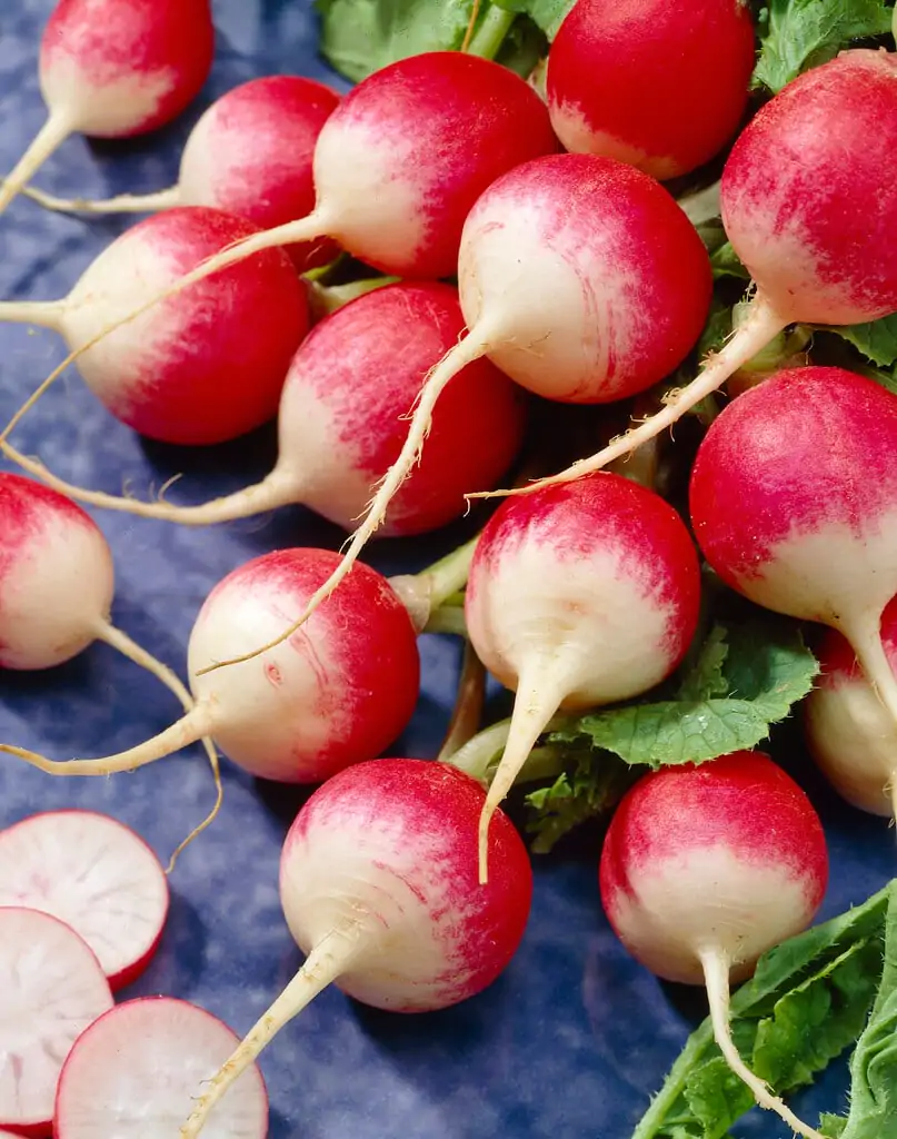 Raphanus sativus 'Red Radish' - Red Radish, Daikon - Image 2