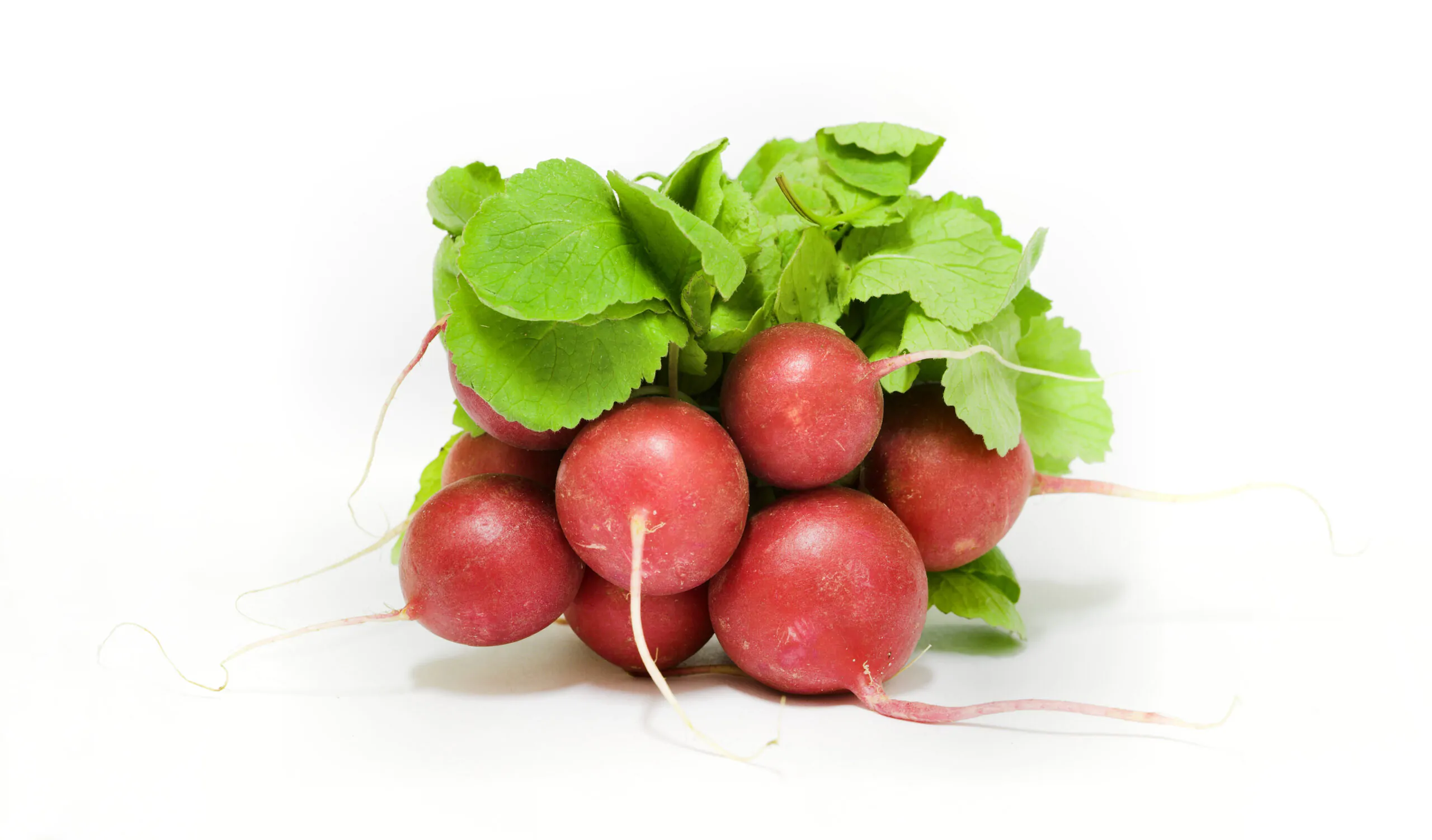 Raphanus sativus 'Red Radish' - Red Radish, Daikon - Image 3