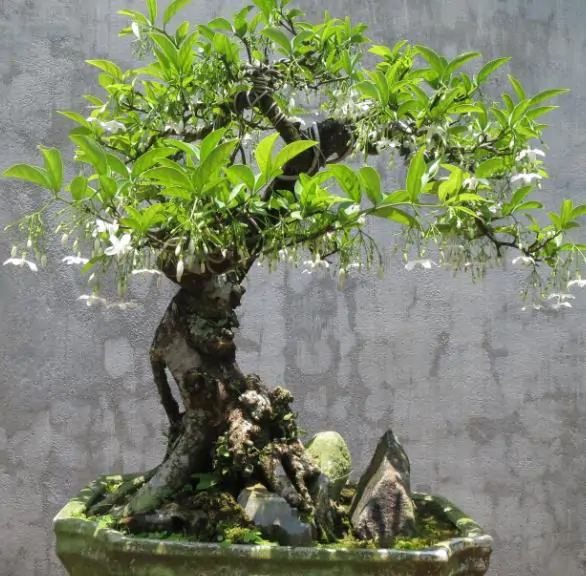Wrightia religiosa / Echites religiosus - Sacred buddhist, water jasmine, sacred flower, sacred mok, wild water plum - Image 2