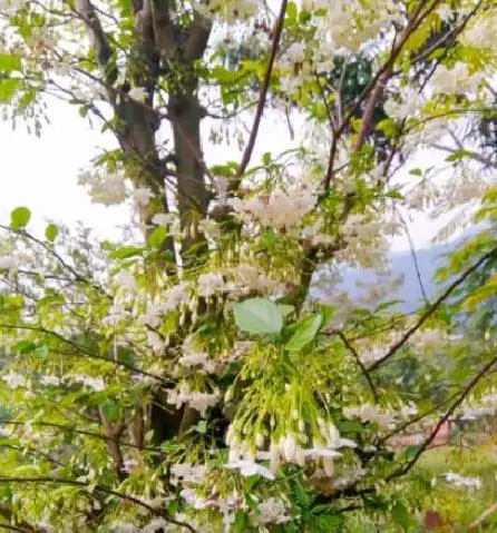 Wrightia religiosa / Echites religiosus - Sacred buddhist, water jasmine, sacred flower, sacred mok, wild water plum - Image 4