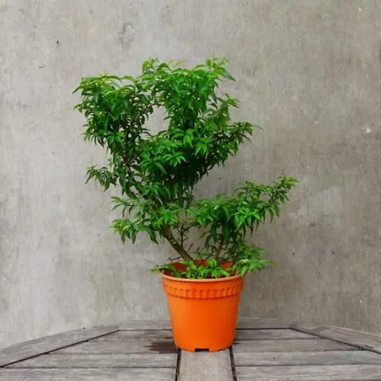 Wrightia religiosa / Echites religiosus - Sacred buddhist, water jasmine, sacred flower, sacred mok, wild water plum - Image 5