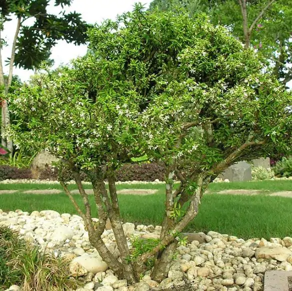 Wrightia religiosa / Echites religiosus - Sacred buddhist, water jasmine, sacred flower, sacred mok, wild water plum - Image 6