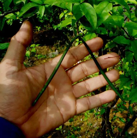 Wrightia religiosa / Echites religiosus - Sacred buddhist, water jasmine, sacred flower, sacred mok, wild water plum - Image 7