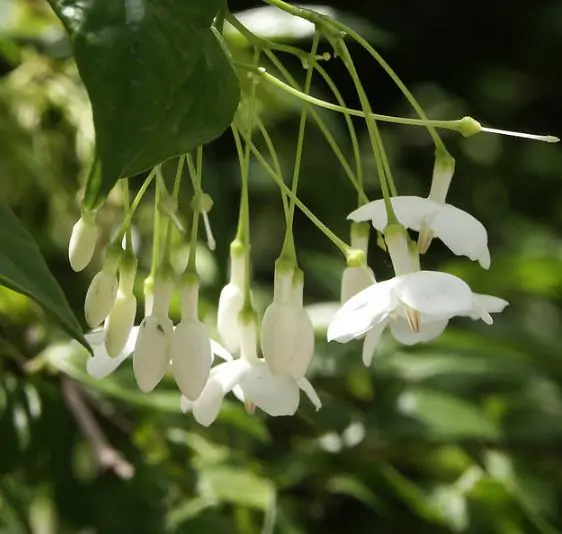 Wrightia religiosa / Echites religiosus - Sacred buddhist, water jasmine, sacred flower, sacred mok, wild water plum - Image 8