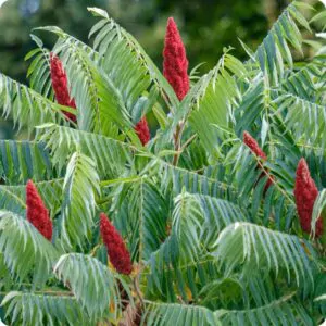 Rhus typhina - Staghorn Sumac, Velvet Sumac, Vinegar Tree
