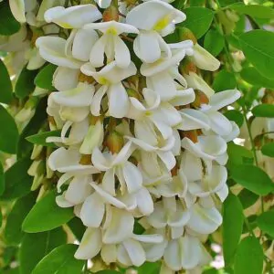 Robinia pseudoacacia - Black Locust