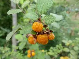 Rubus ellipticus - Golden Himalayan Raspberry, Yellow Raspberry - Image 3