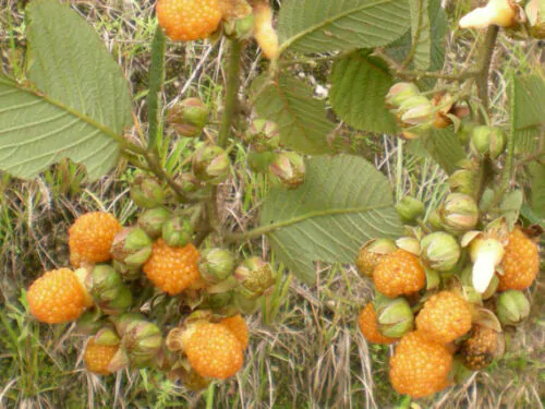 Rubus ellipticus - Golden Himalayan Raspberry, Yellow Raspberry - Image 5