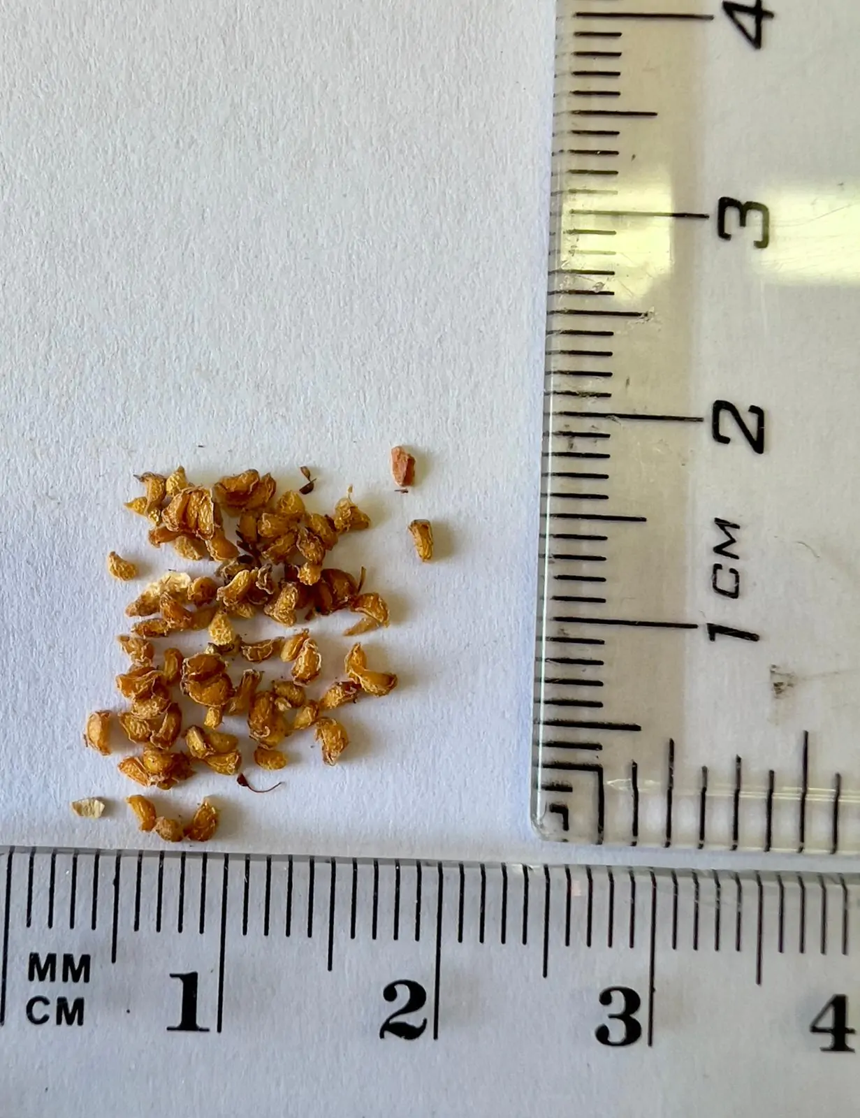 Rubus ellipticus - Golden Himalayan Raspberry, Yellow Raspberry - Image 6