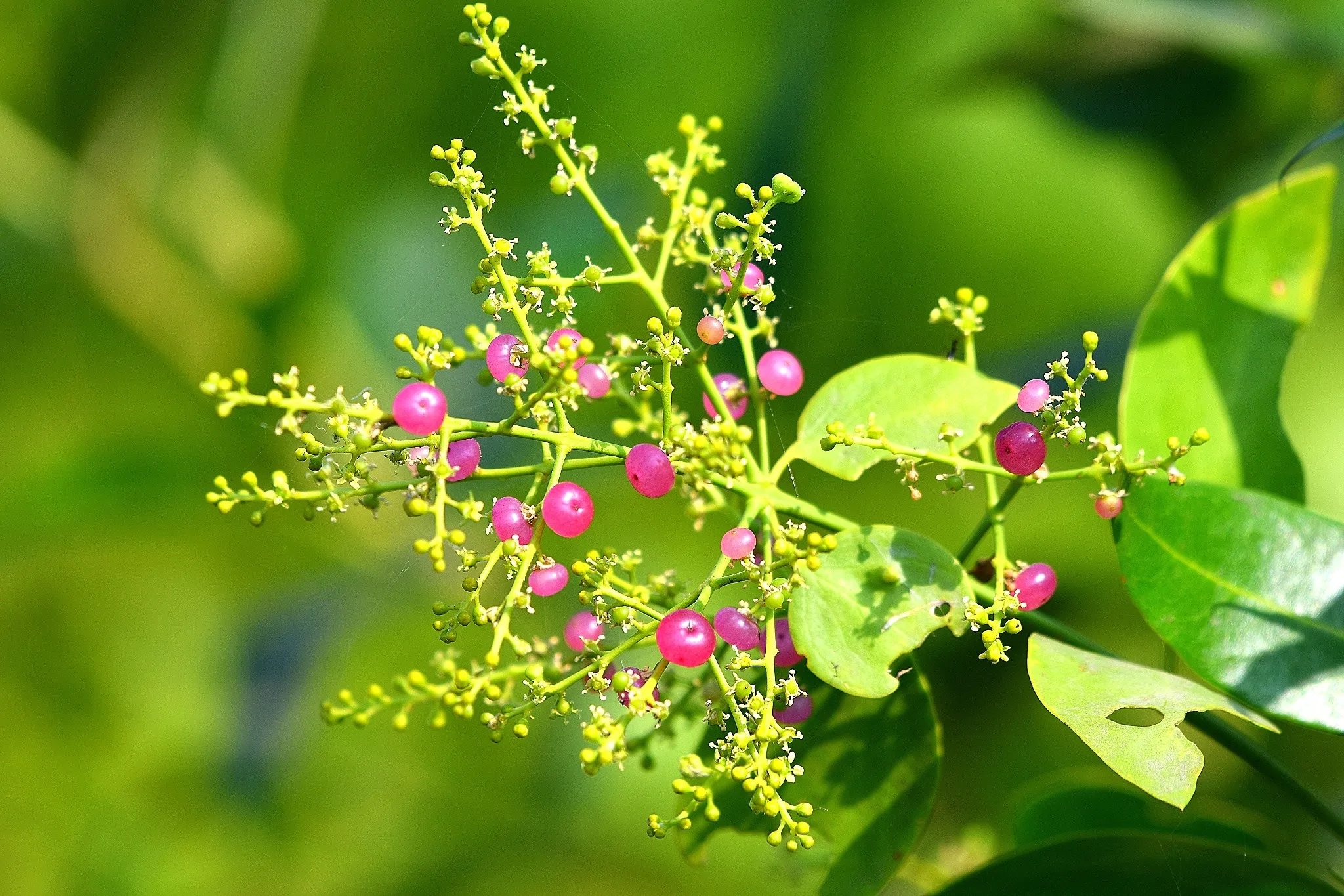 Salvadora persica - Toothbrush Tree, Arak, Jhak, Mustard Tree