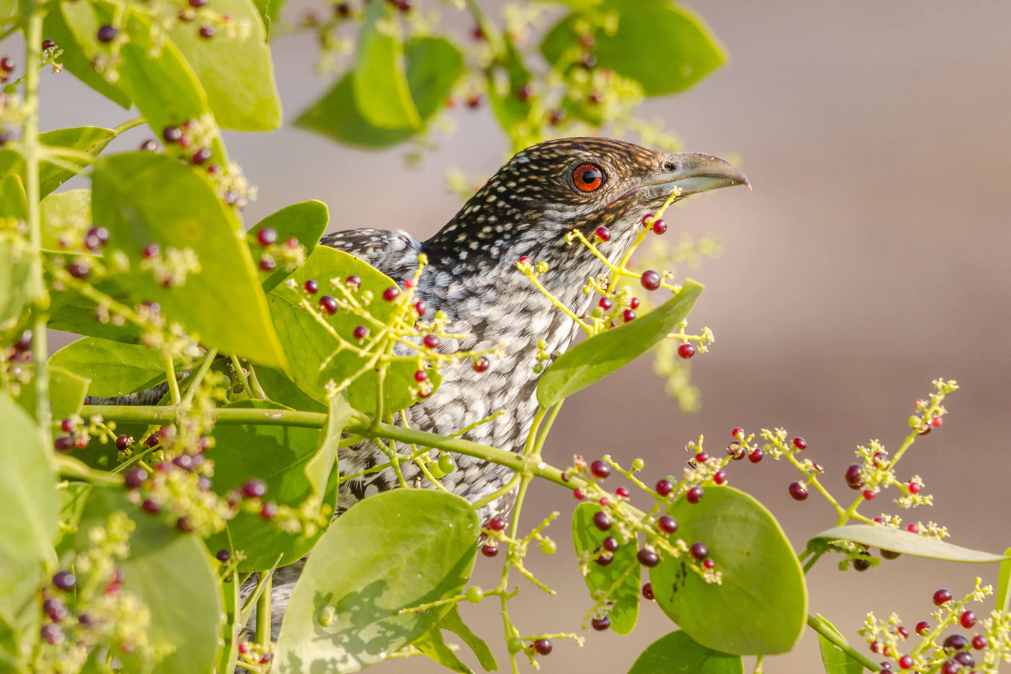 Salvadora persica - Toothbrush Tree, Arak, Jhak, Mustard Tree - Image 3