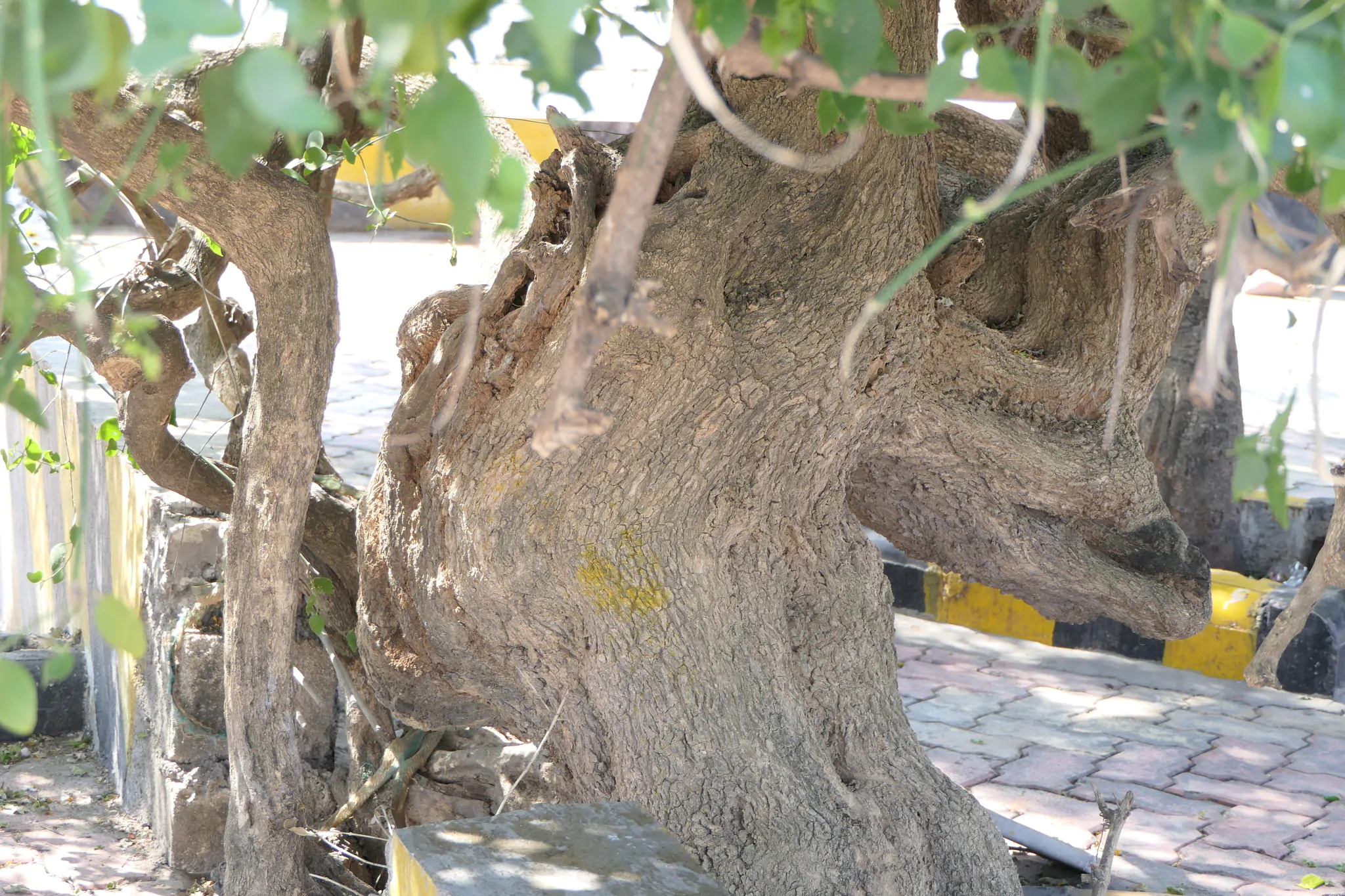 Salvadora persica - Toothbrush Tree, Arak, Jhak, Mustard Tree - Image 6