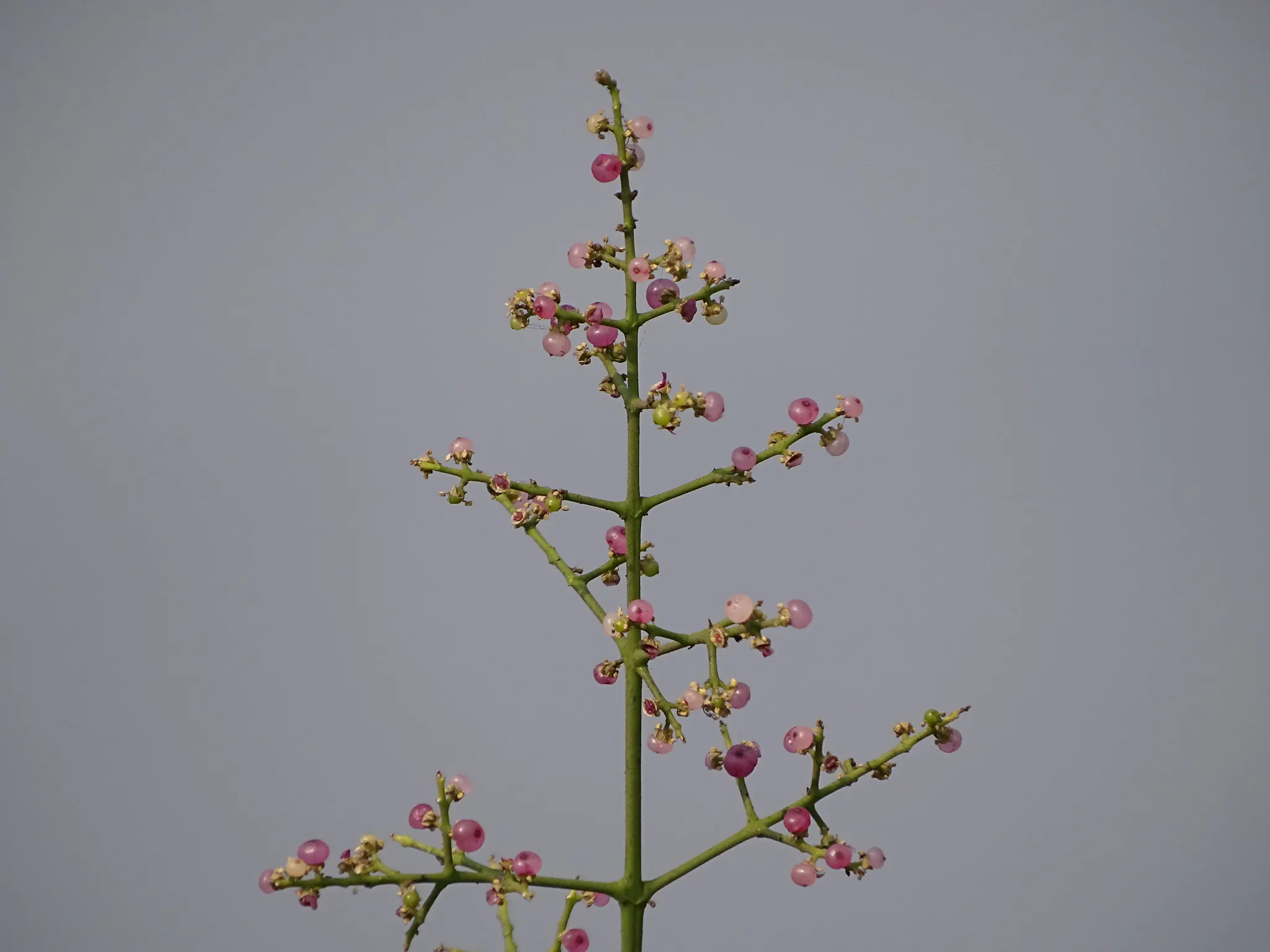 Salvadora persica - Toothbrush Tree, Arak, Jhak, Mustard Tree - Image 9