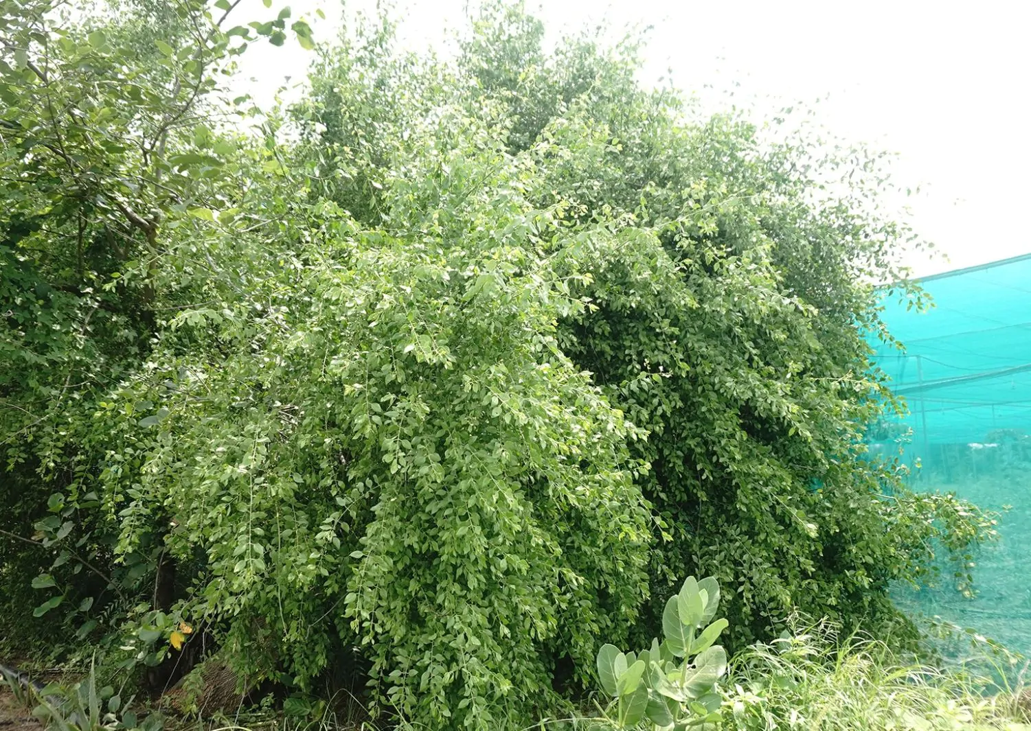 Salvadora persica - Toothbrush Tree, Arak, Jhak, Mustard Tree - Image 10