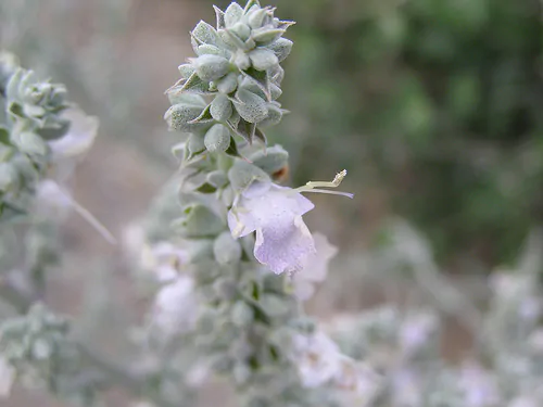 Salvia apiana - sacred salvia, honey salvia, white salvia