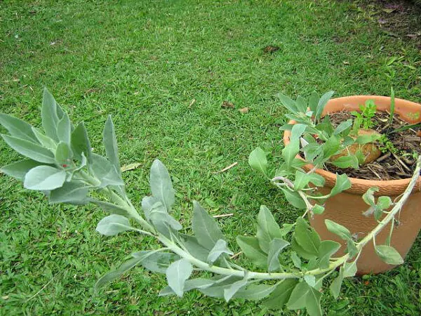 Salvia apiana - sacred salvia, honey salvia, white salvia - Image 6