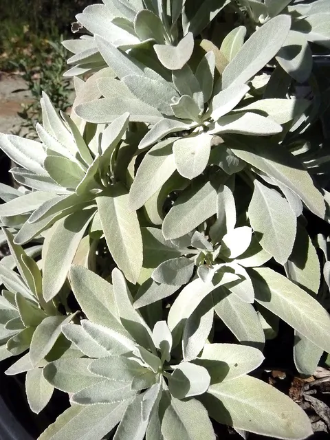 Salvia apiana - sacred salvia, honey salvia, white salvia - Image 9