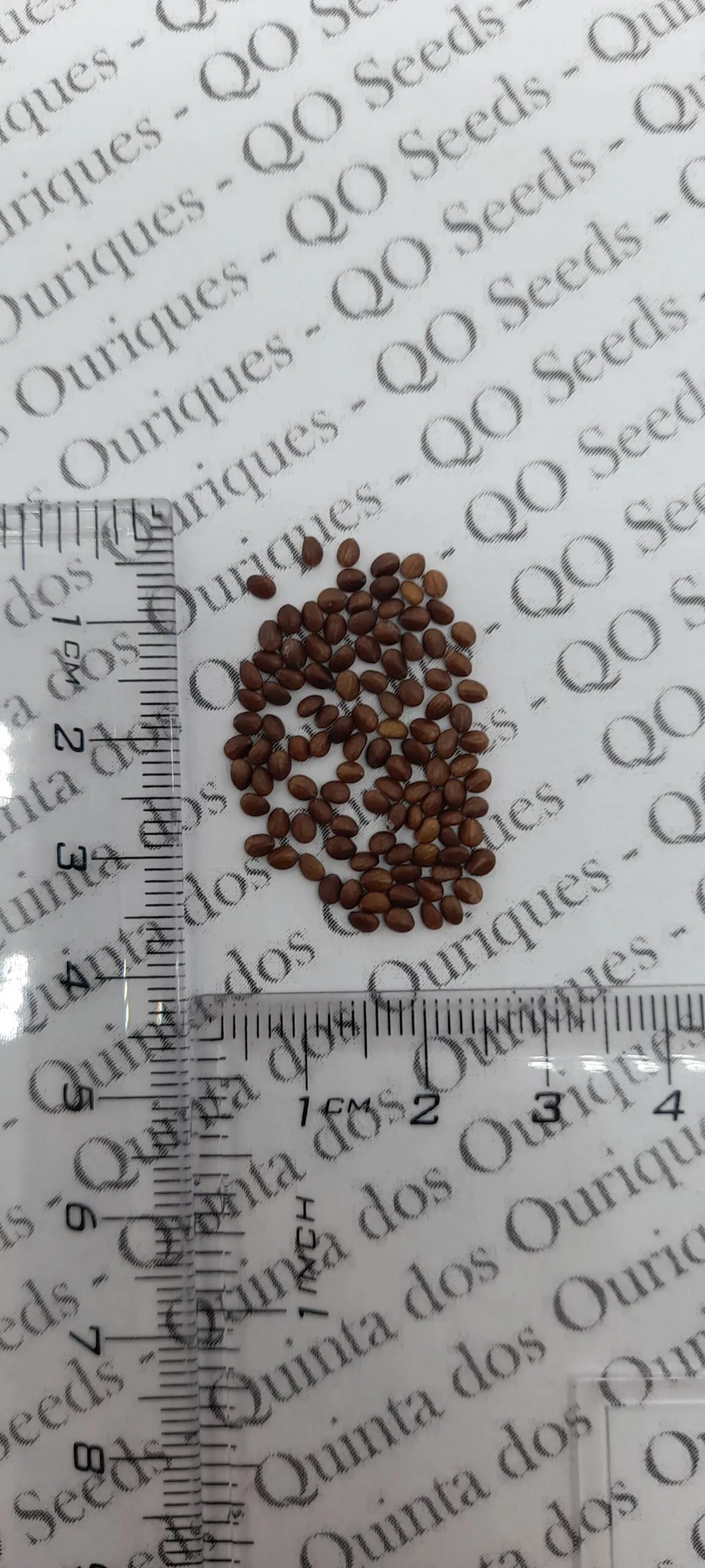 Salvia sclarea 'Vatican White' - Clary sage - Image 7