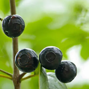 Santalum album - Indian Sandalwood, Sacred Timber