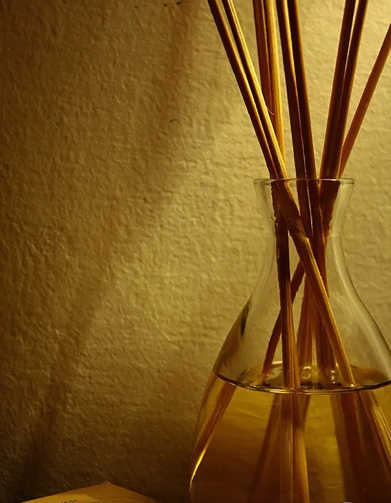 Santalum album - Indian Sandalwood, Sacred Timber - Image 4