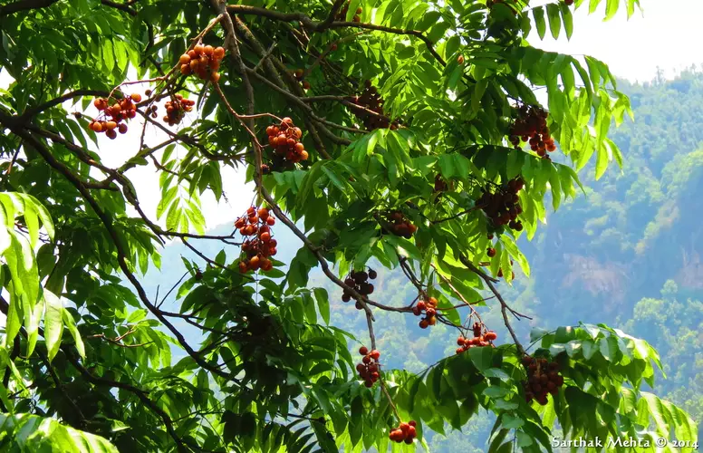 Sapindus mukorossi - Indian soapberry, Washnut, Ritha, Chinese Soapberry - Image 2