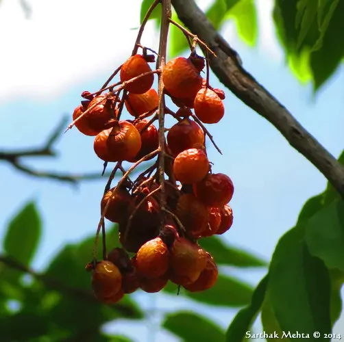 Sapindus mukorossi - Indian soapberry, Washnut, Ritha, Chinese Soapberry - Image 3